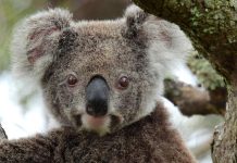 4 Day Aussie Wildlife Adventure around Byron Bay
